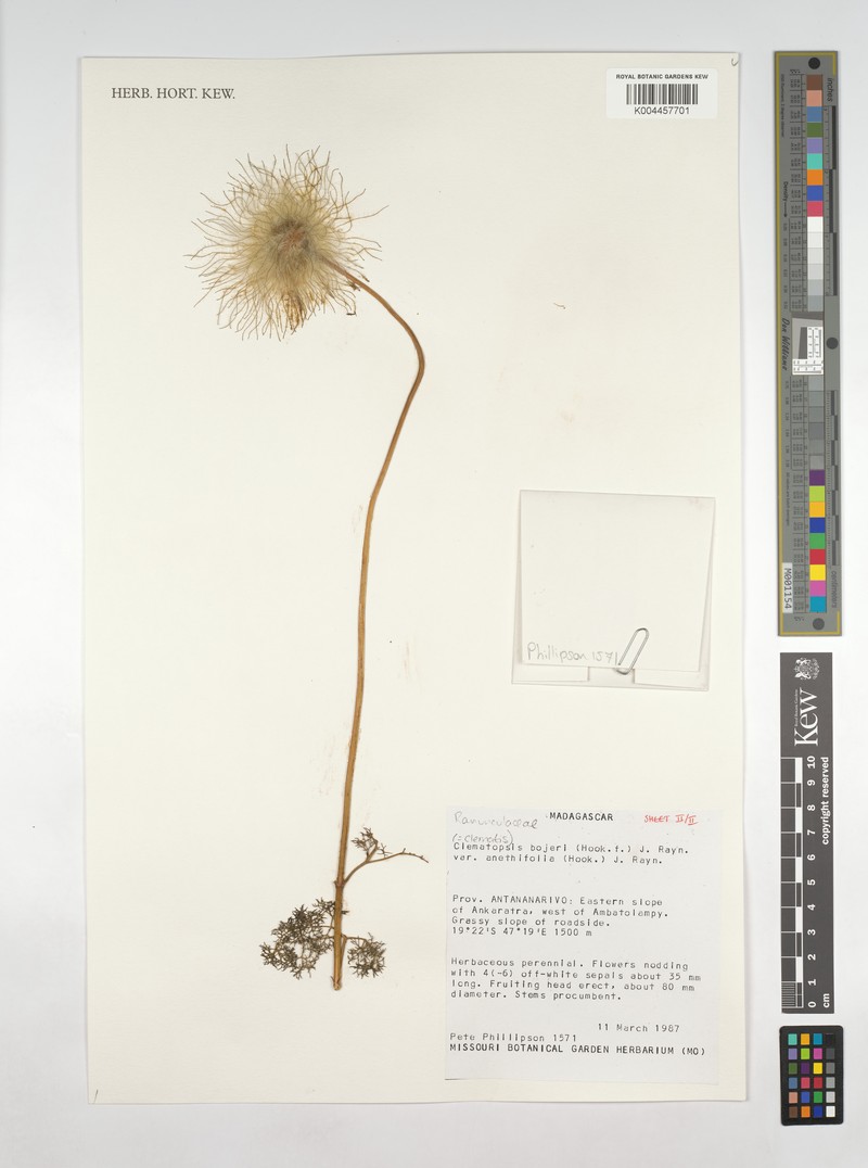 Clematis bojeri var. anethiflora photo 2