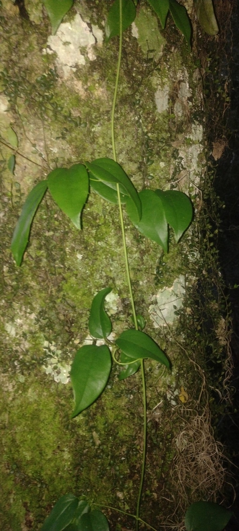 Clematis bonariensis