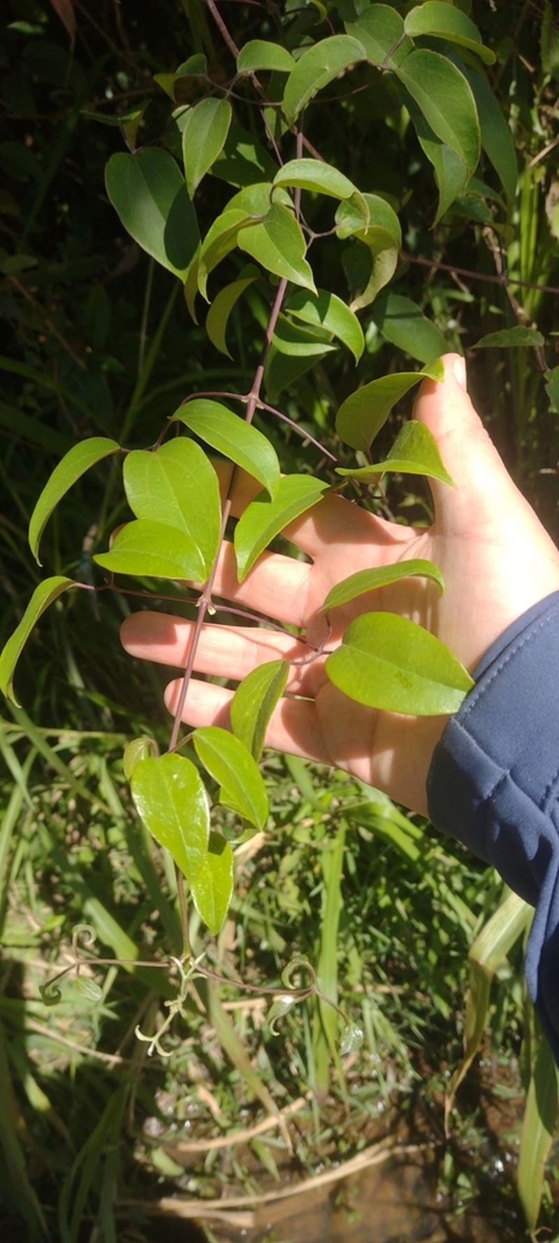 Clematis bonariensis photo 2