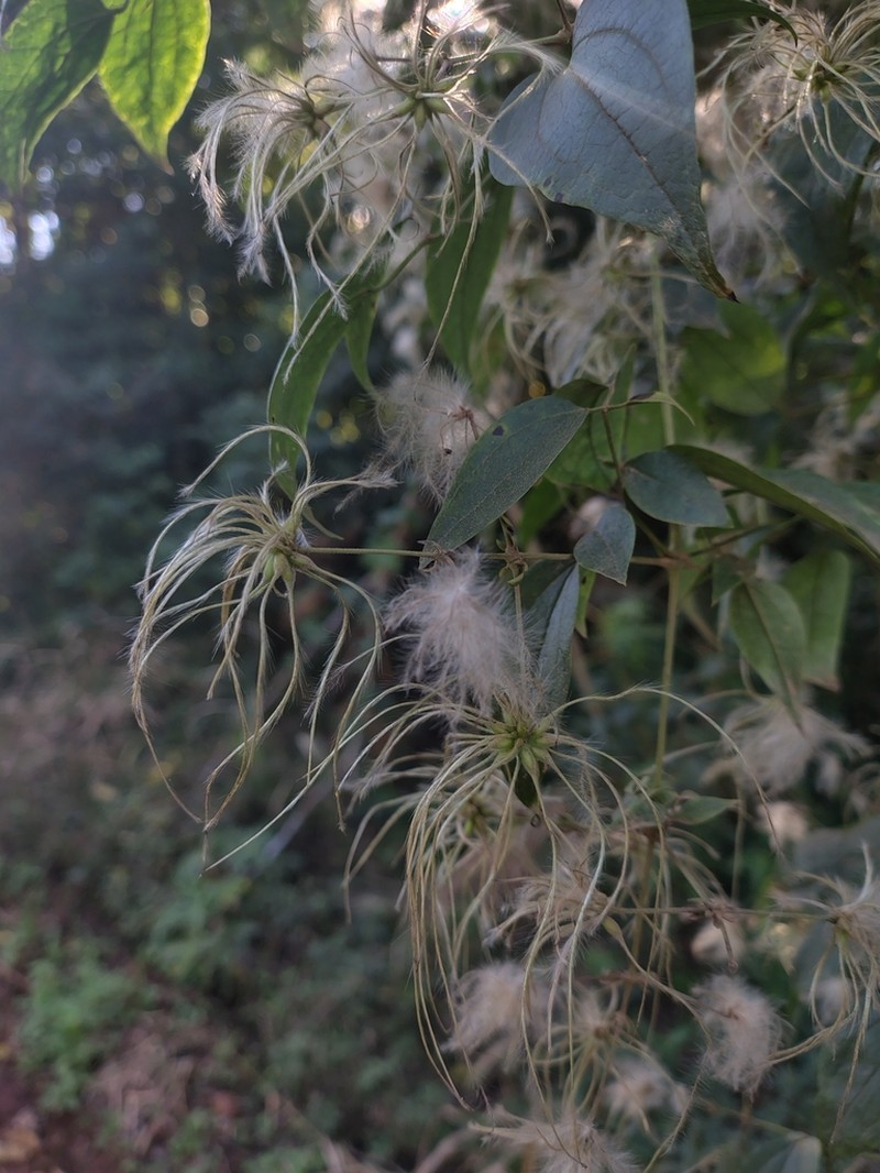 Clematis bonariensis photo 3