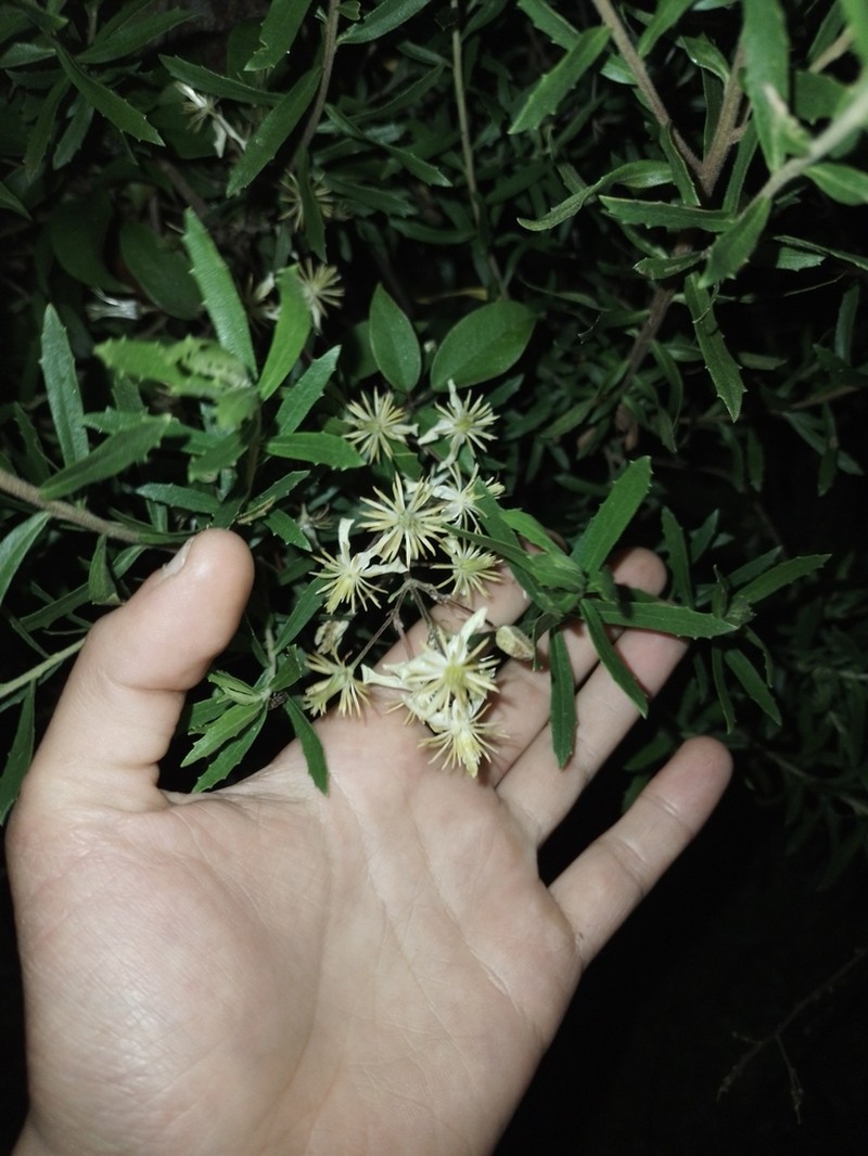 Clematis bonariensis photo 5