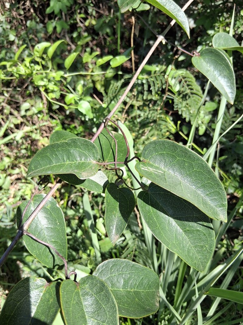 Clematis bonariensis photo 7