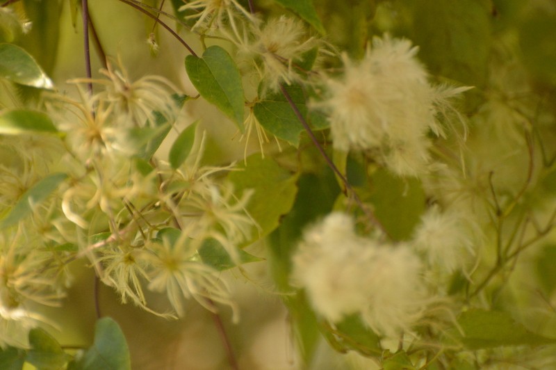 Clematis bonariensis photo 8