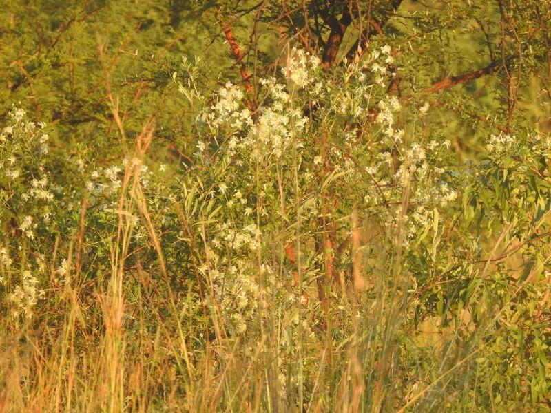 Traveler's-Joy photo 7