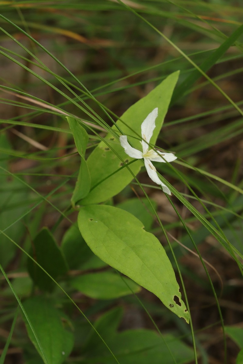 Clematis brachyura