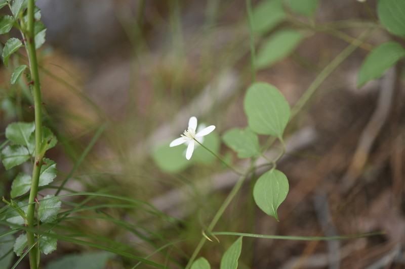 Clematis brachyura photo 2