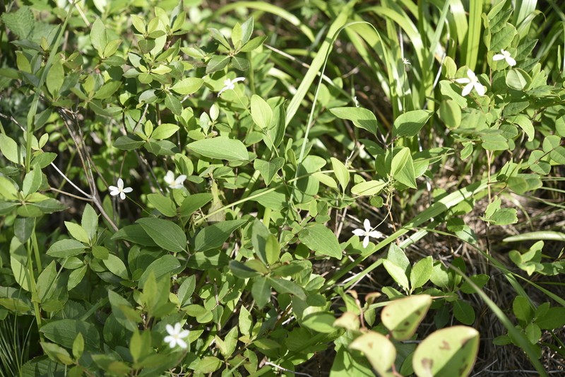 Clematis brachyura photo 3