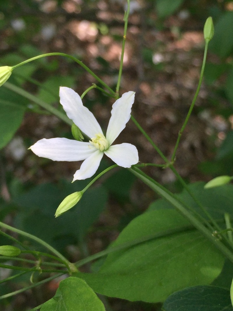 Clematis brachyura photo 4