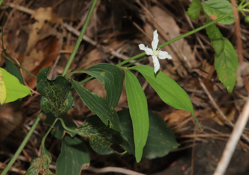 Clematis brachyura photo 5
