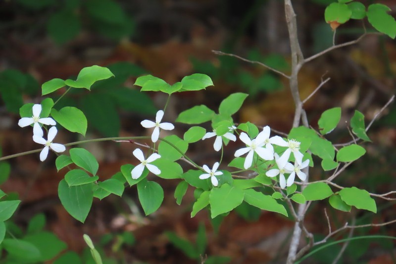 Clematis brachyura photo 6