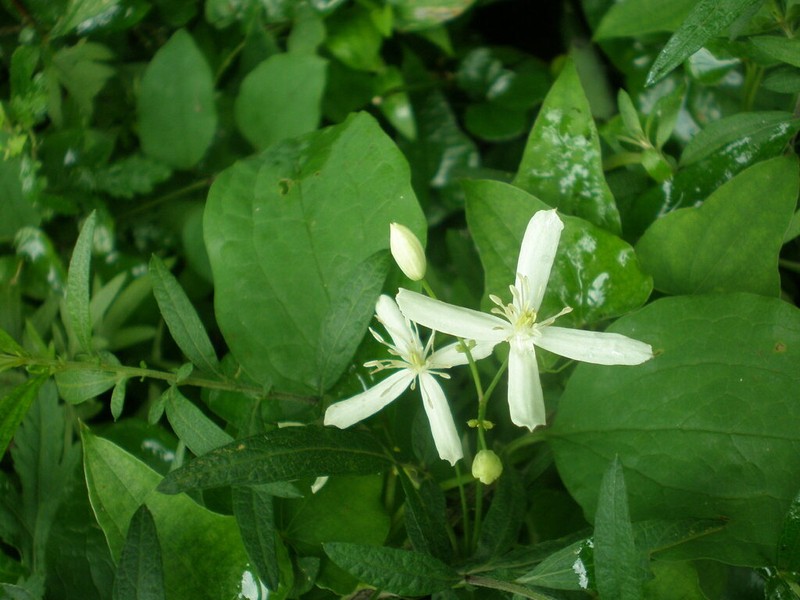 Clematis brachyura photo 7