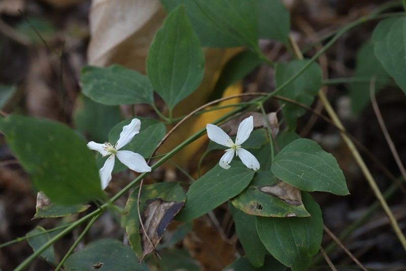 Clematis brachyura photo 8