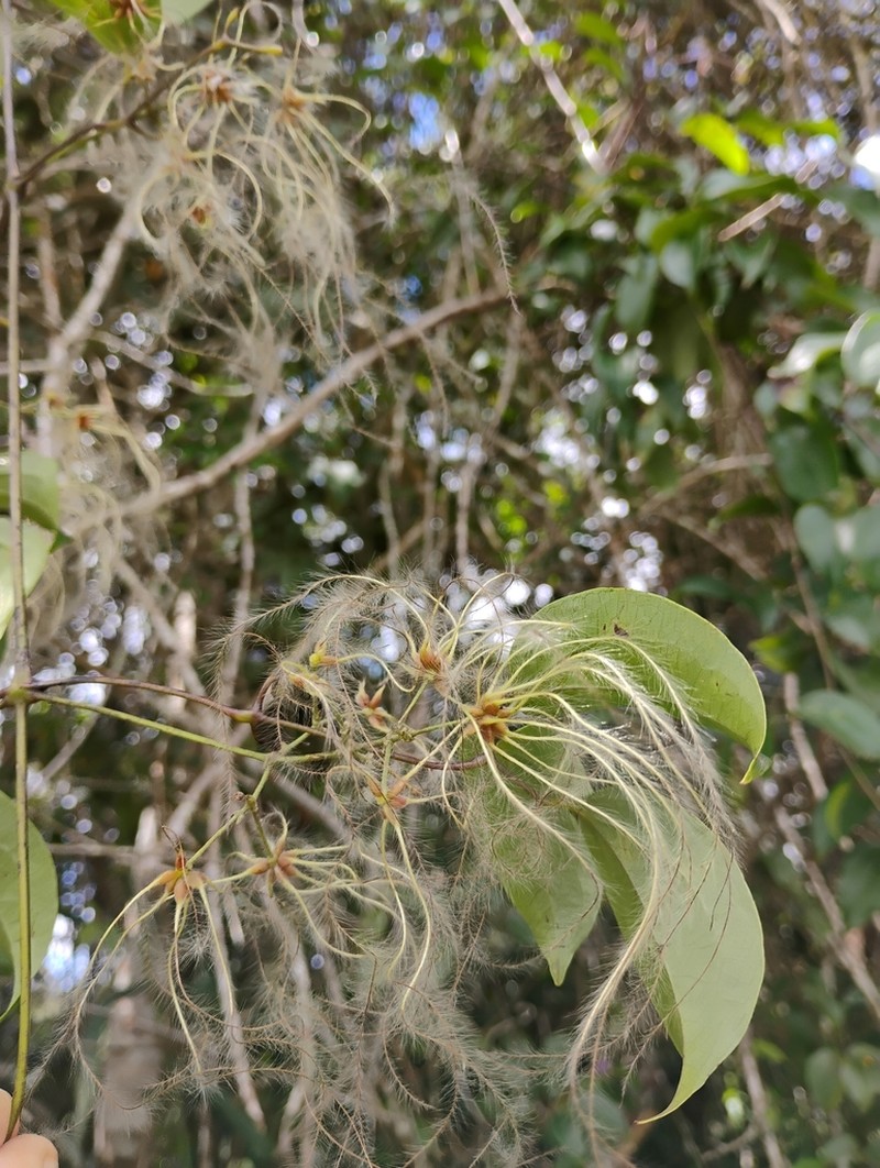 Clematis brasiliana photo 2