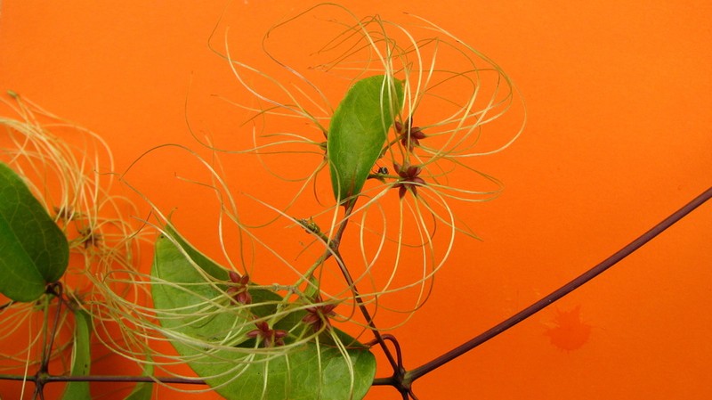 Clematis brasiliana photo 3