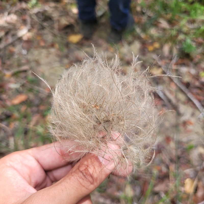 Clematis brasiliana photo 4