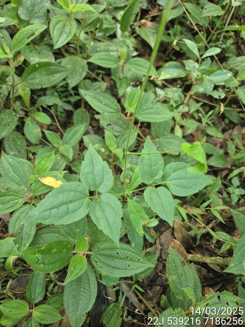Clematis brasiliana photo 5