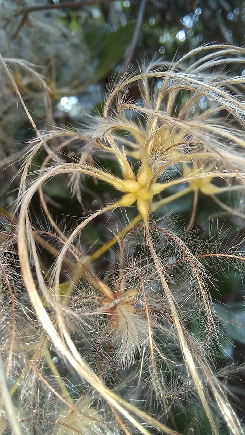 Clematis brasiliana photo 6