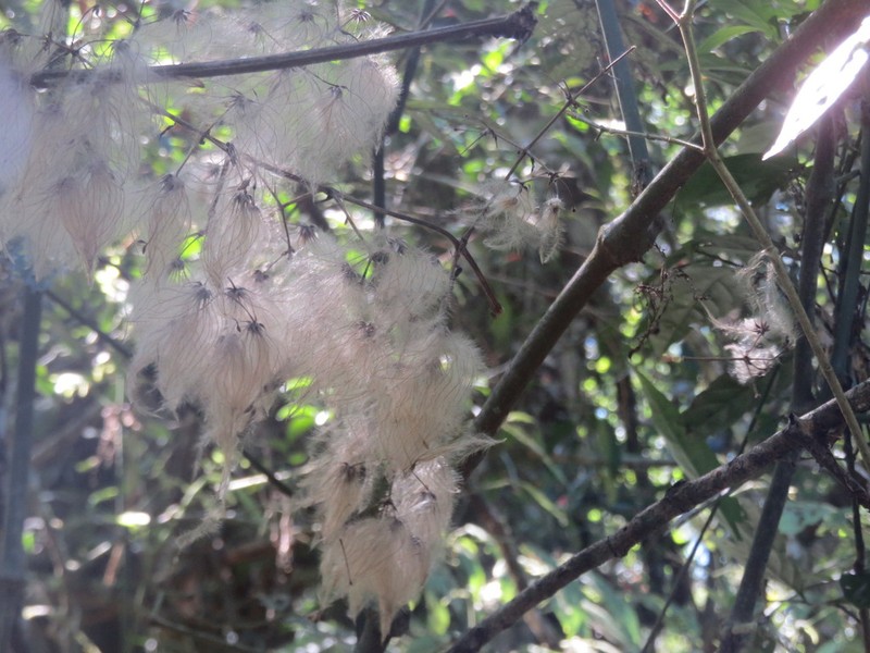Clematis brasiliana photo 7