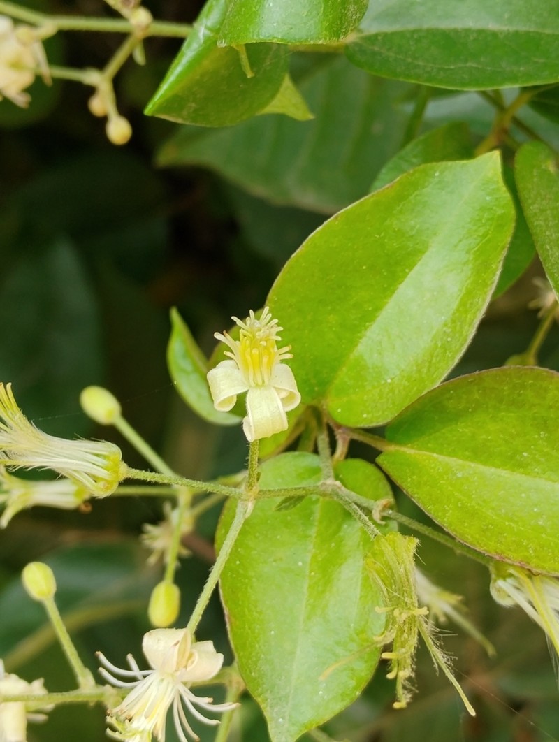 Clematis brasiliana photo 8