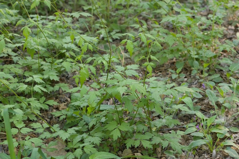 Clematis brevicaudata