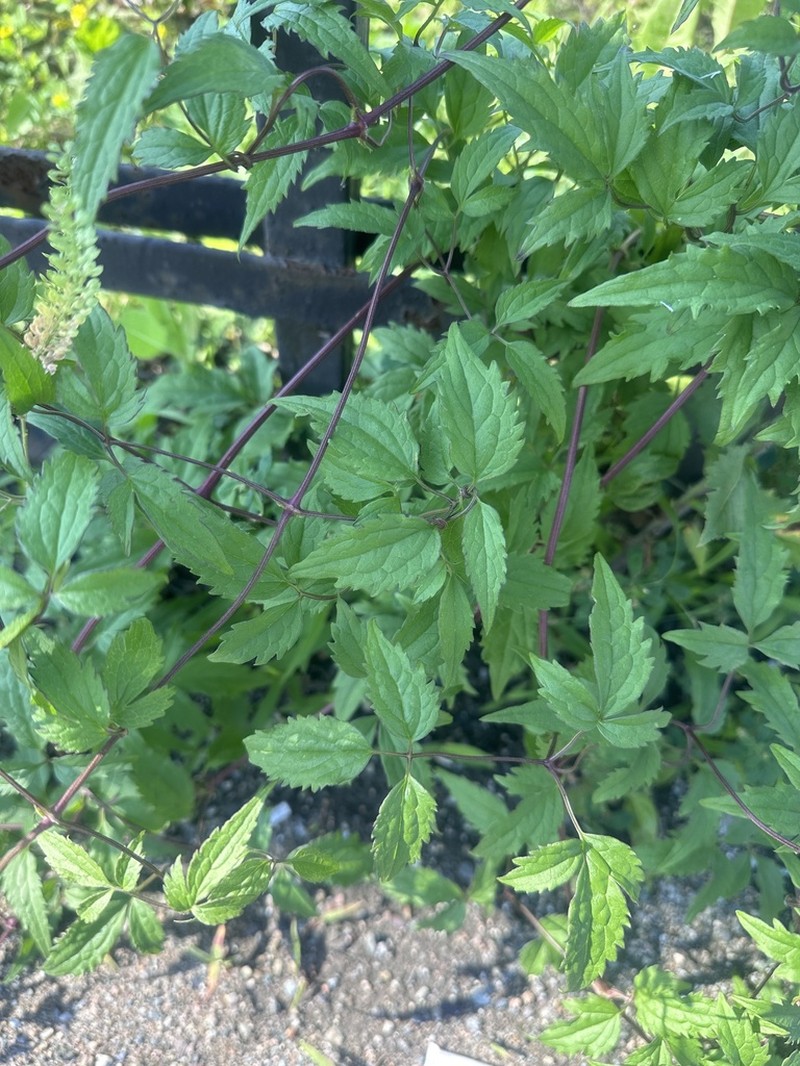 Clematis brevicaudata photo 3