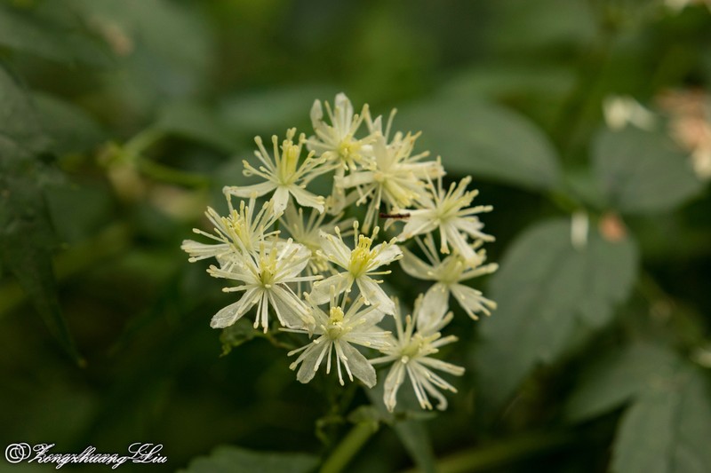 Clematis brevicaudata photo 4