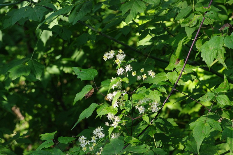 Clematis brevicaudata photo 5