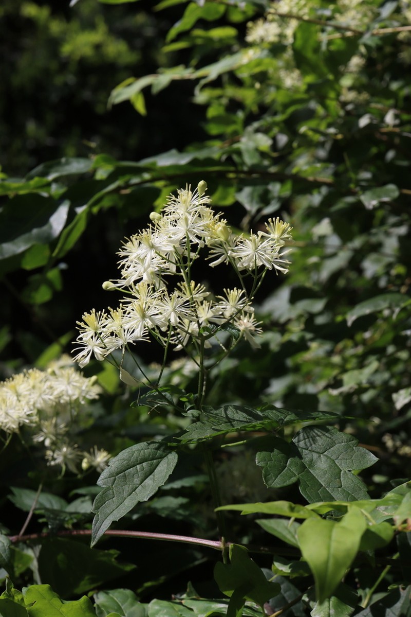 Clematis brevicaudata photo 6