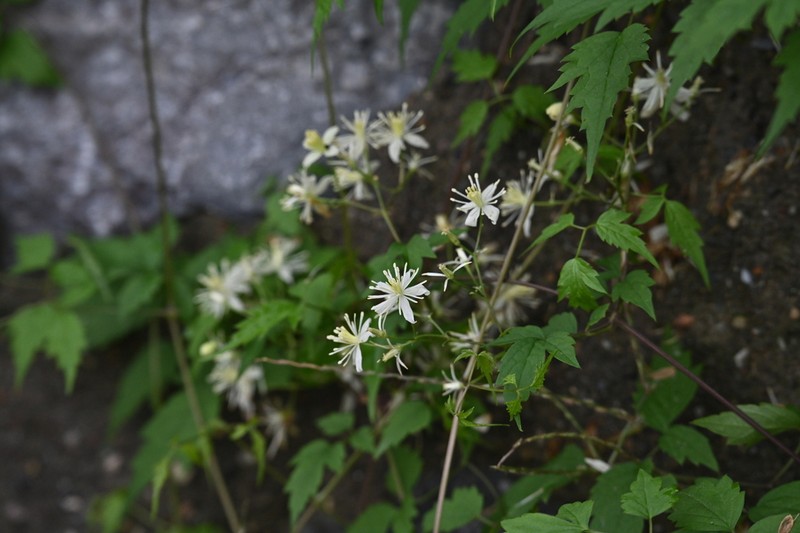 Clematis brevicaudata photo 8