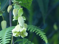 Clematis buchananiana