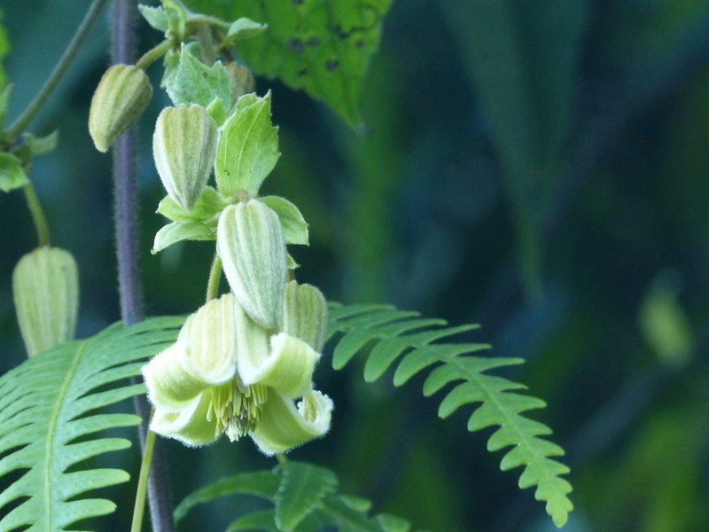 Clematis buchananiana