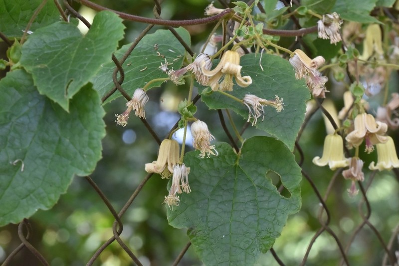 Clematis buchananiana photo 2