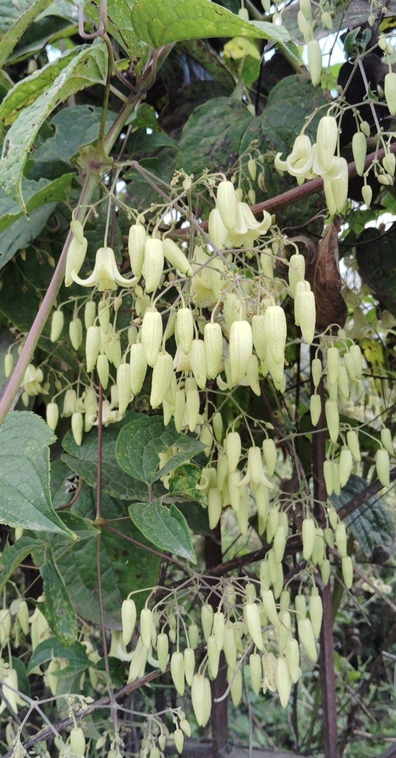 Clematis buchananiana photo 3
