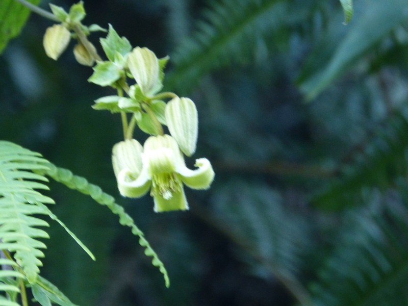 Clematis buchananiana photo 5