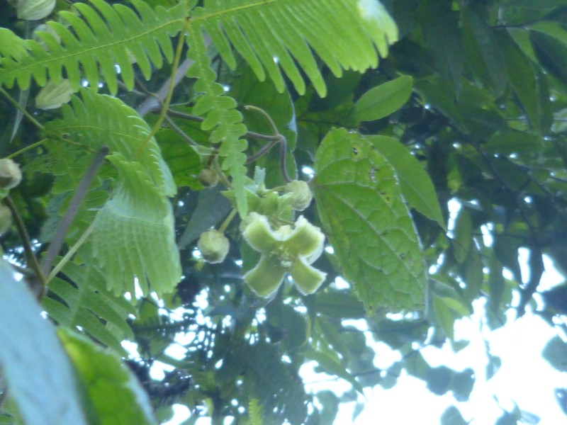 Clematis buchananiana photo 6