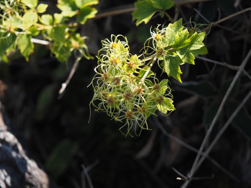 Clematis buchananiana photo 7