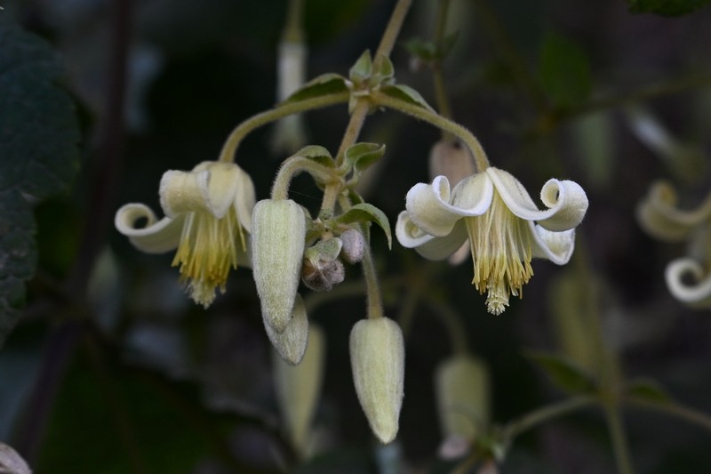 Clematis buchananiana photo 8