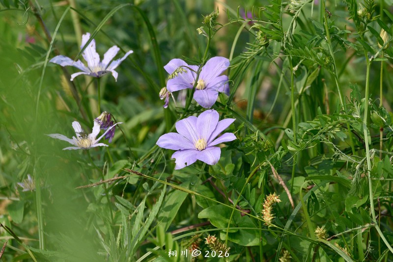 Clematis cadmia