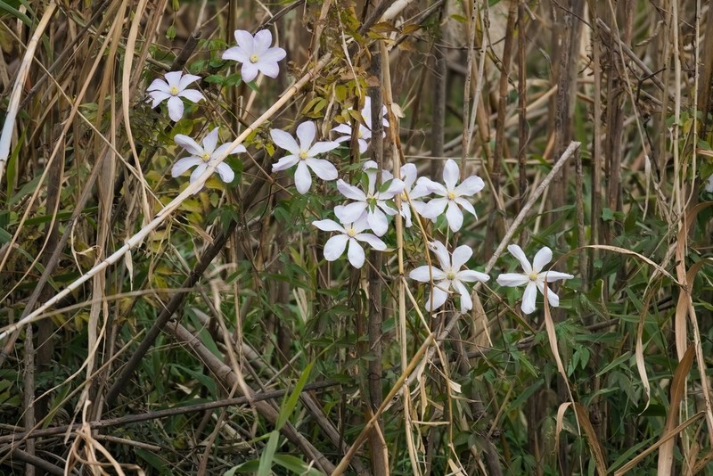 Clematis cadmia photo 2