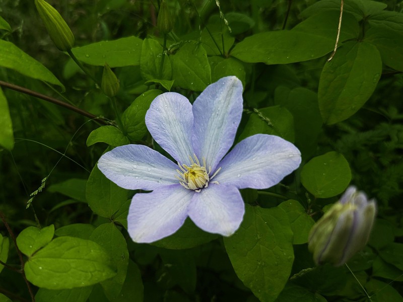 Clematis cadmia photo 3