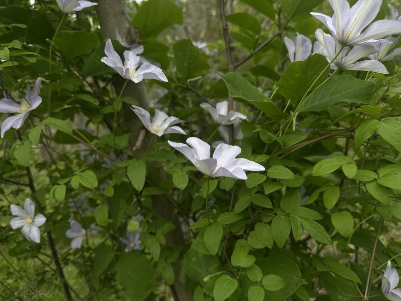 Clematis cadmia photo 4