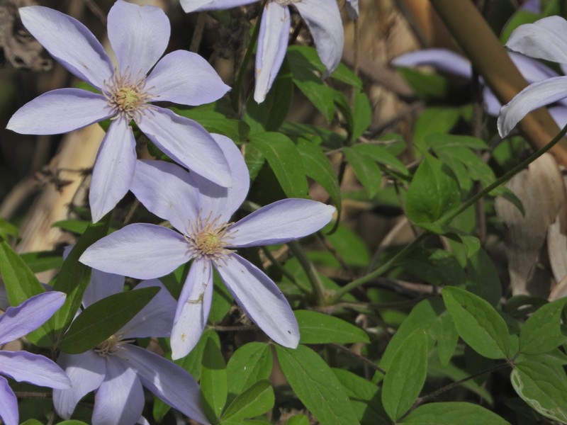 Clematis cadmia photo 5