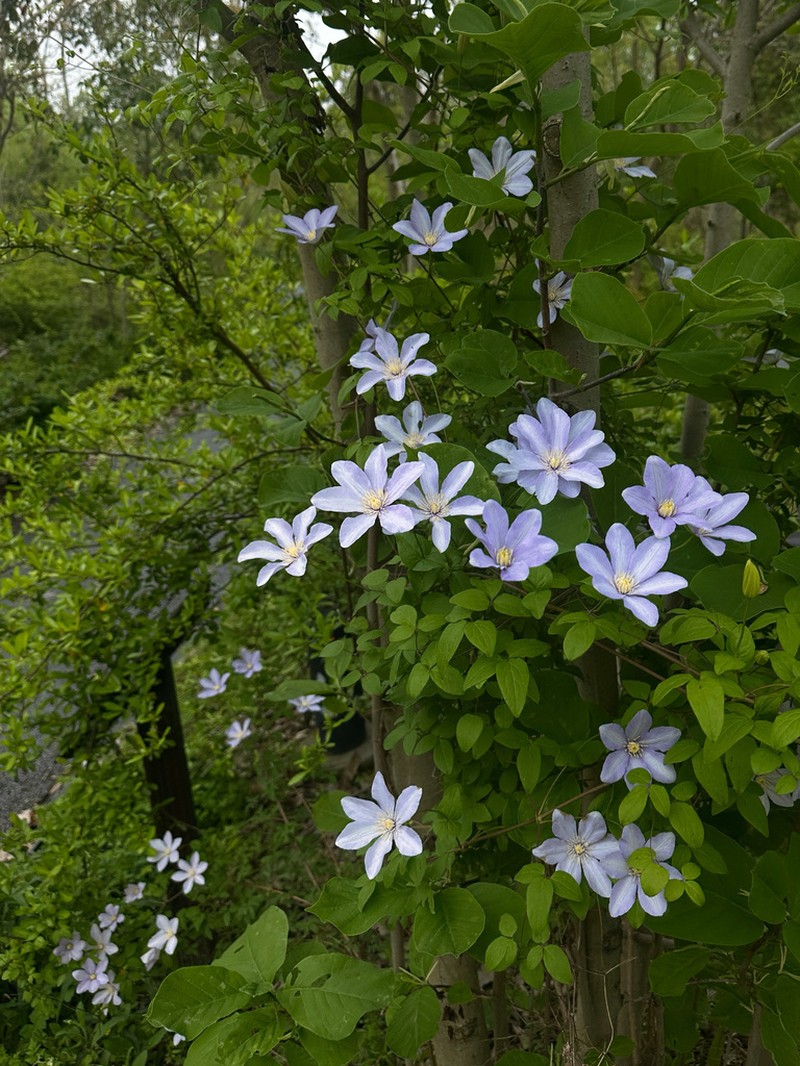 Clematis cadmia photo 6
