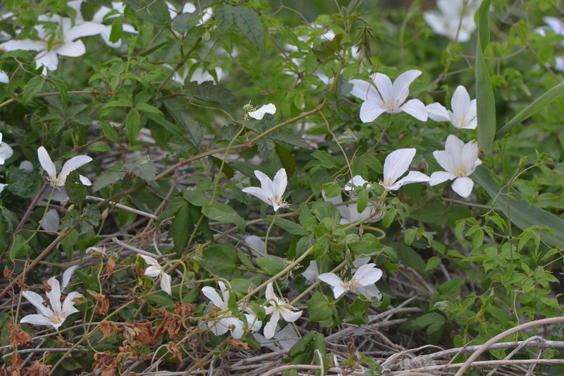 Clematis cadmia photo 7