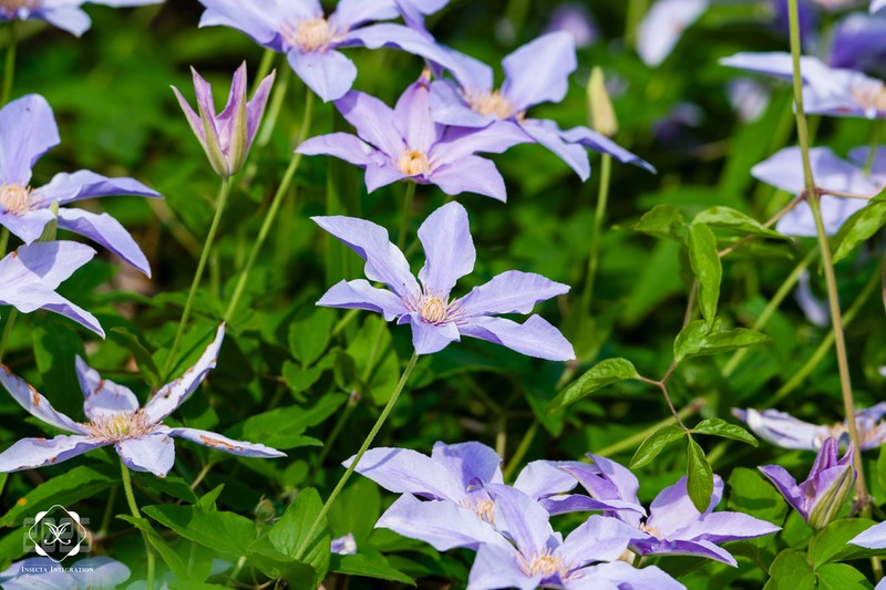 Clematis cadmia photo 8