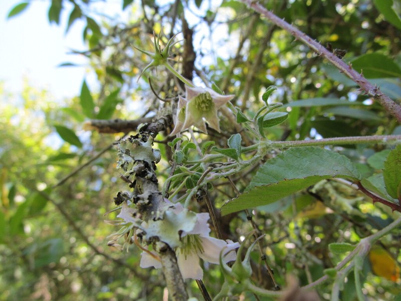 Bellflower Clematis photo 2