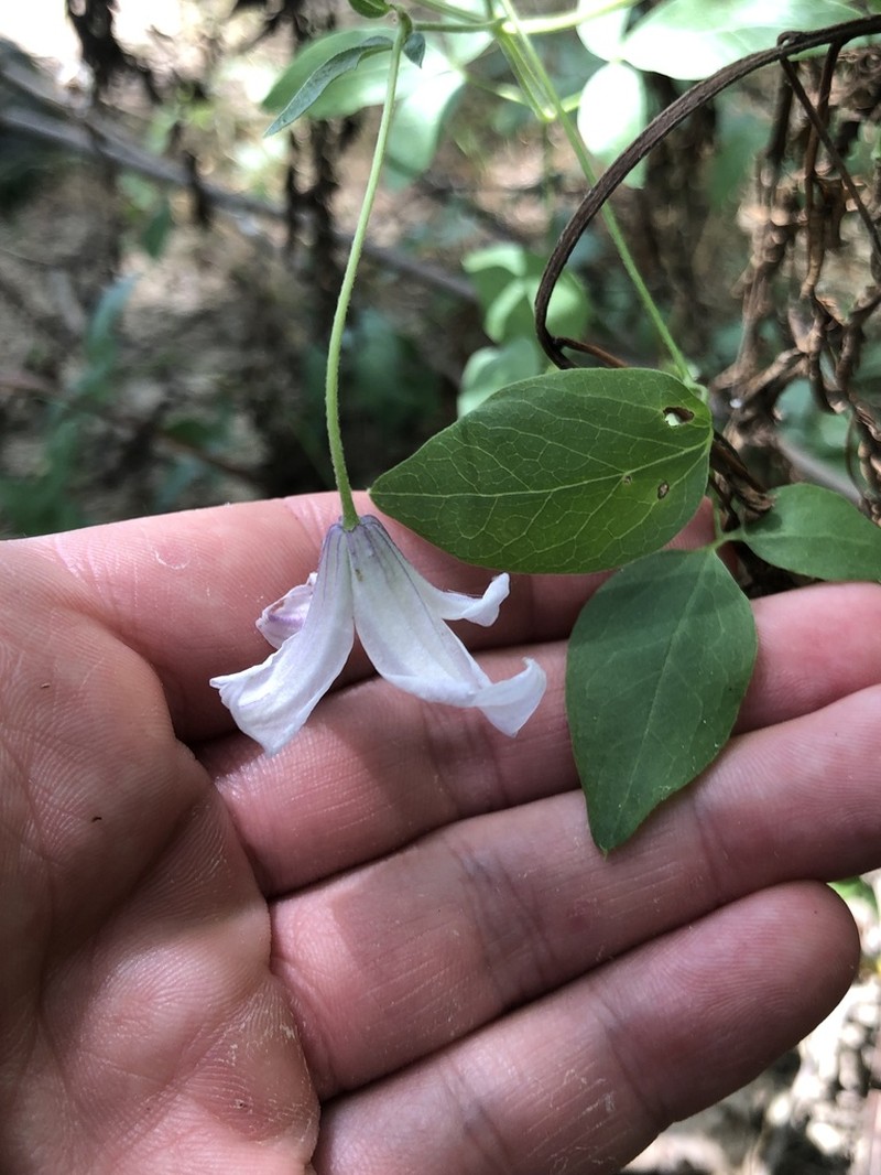 Bellflower Clematis photo 3