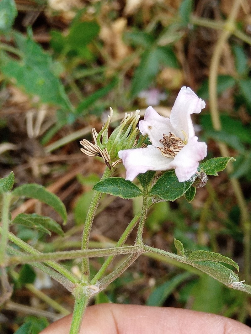 Bellflower Clematis photo 4
