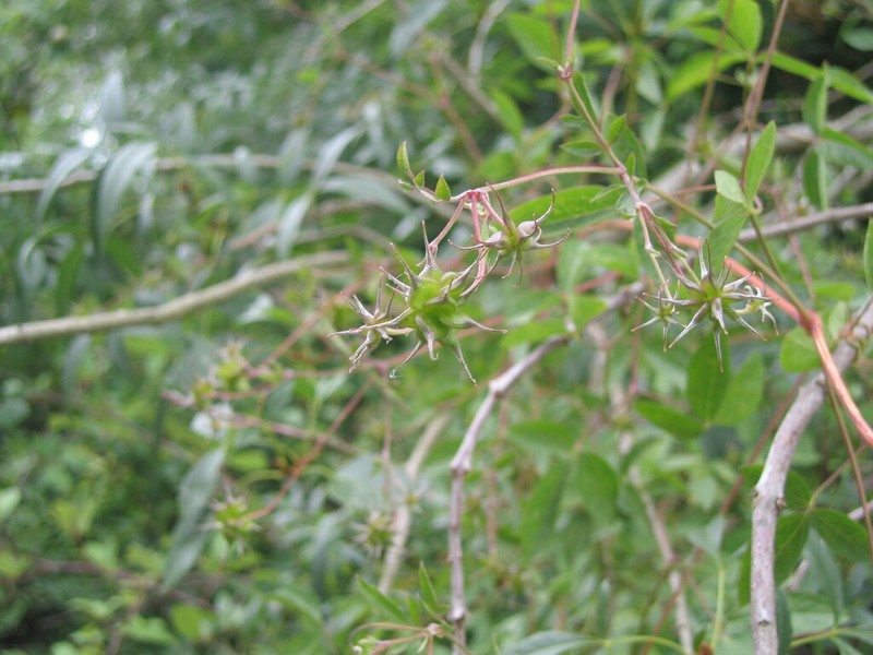 Bellflower Clematis photo 5