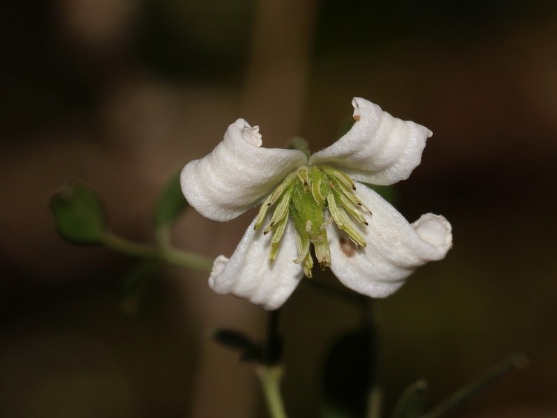 Bellflower Clematis photo 6